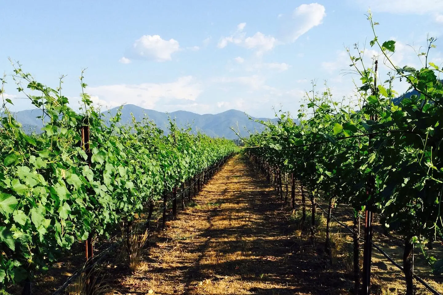 Two Rivers Vineyards
