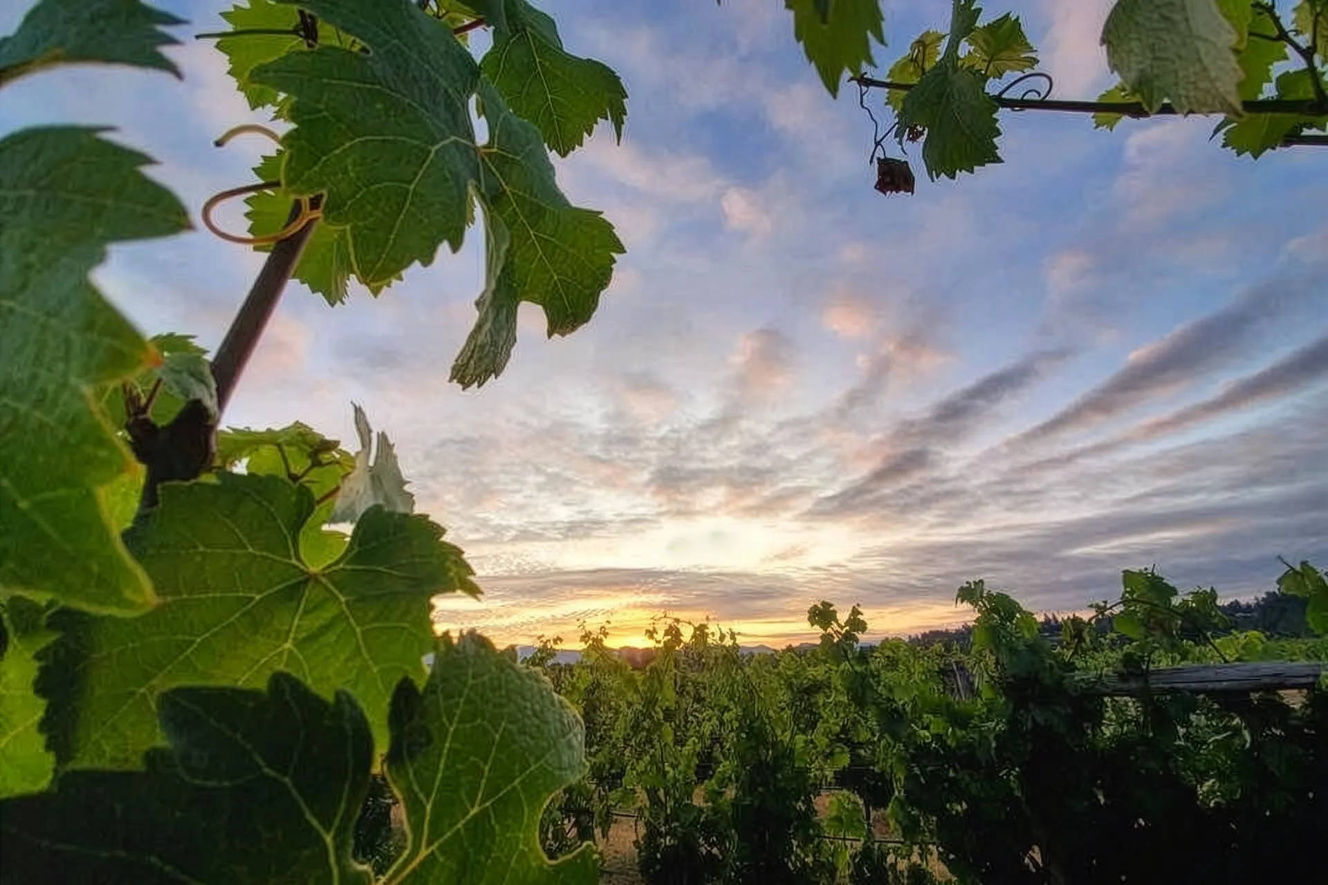 Two Rivers vineyard