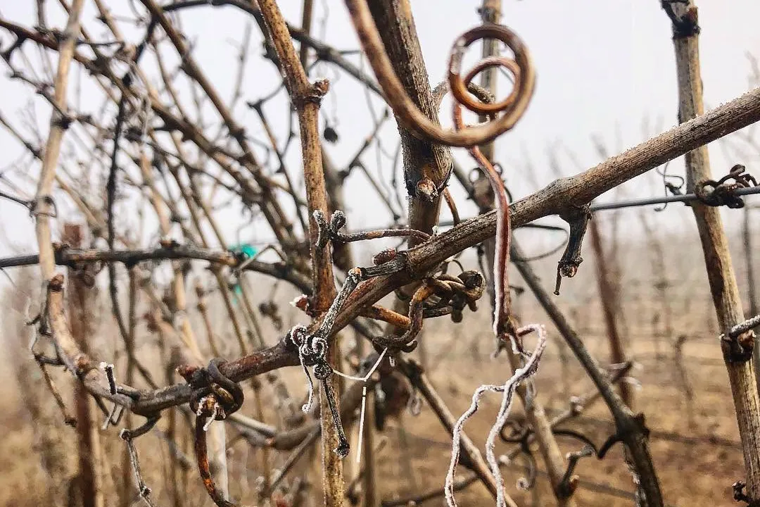 Two Rivers Vines Winter