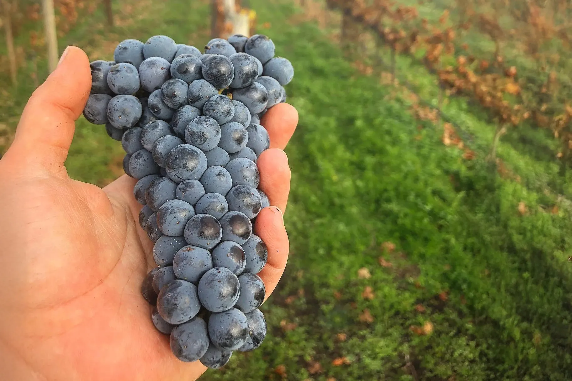 Two Rivers grapes